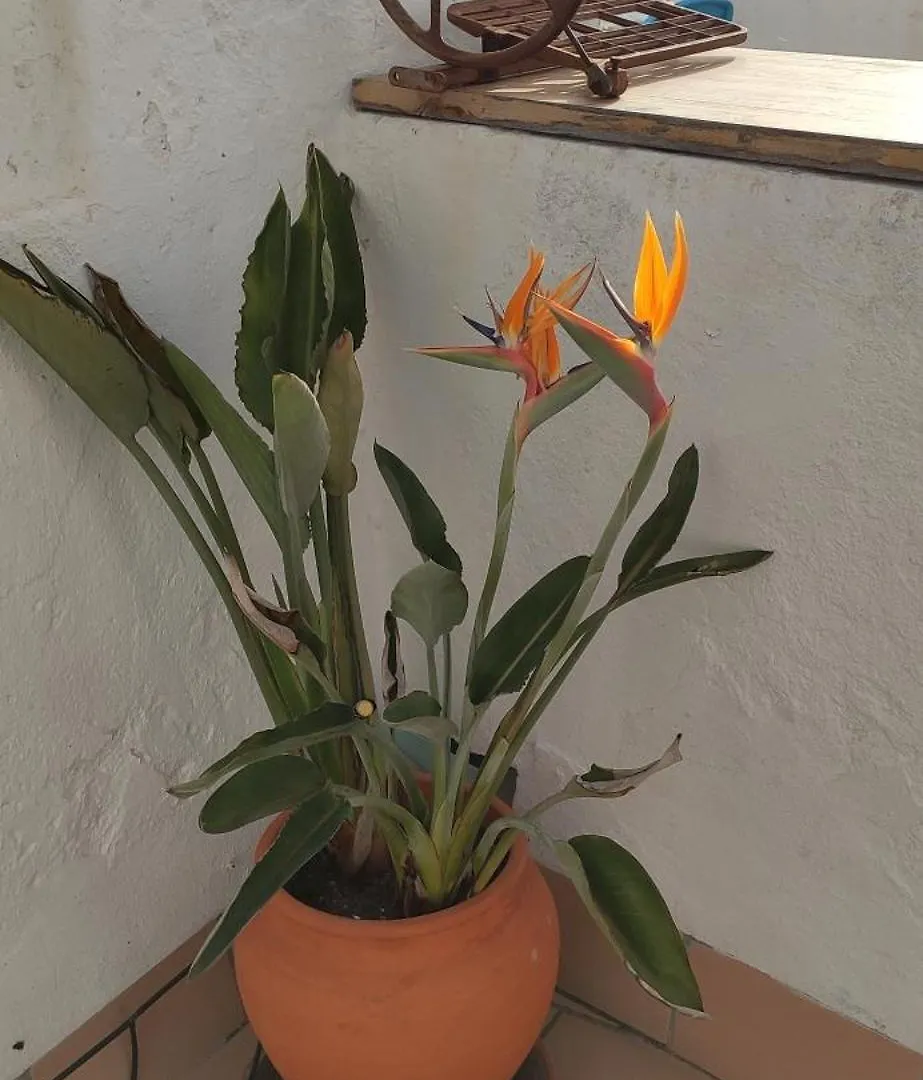 Apartment Atico En La Candelaria Cadiz Spain